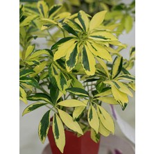 Serada Decor Plant Videolu Alacalı Şeflera Bitkisi 100-120 cm Saksılı/tüplü Dış Mekan Ağaçları Schefflera Arboricola