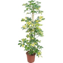 Serada Decor Plant Videolu Yapraklı Çift Dal Alacalı Şeflera Çiçeği 40-60 cm Saksılı Iç Mekan Bitkileri (Schefflera)