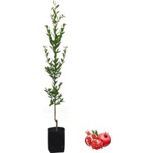 Serada Decor Plant Nar Fidanı Tüplü