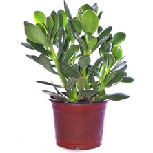 Serada Decor Plant Para Ağacı Çiçeği Yeşim Bitkisi Crassula Ovata Fidanı Dolgun 20-25CM