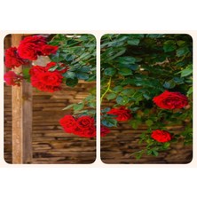 Serada Decor Plant Videolu Mis Kokulu Kırmızı Sarılıcı Gül 90-120 cm Tüplü Dış Mekan Ağaçları Red Rose
