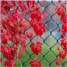 Serada Decor Plant Videolu Kırmızı Amerikan Sarmaşığı Fidanı 45-60 cm Saksılı/tüplü Dış Mekan Ağaçları American Ivy