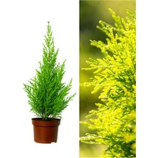 Serada Decor Plant Videolu 1 Adet Kokulu Limoni Servi Fidanı 40-60 cm Saksılı Dış Mekan Ağaçları Lemon Cypress