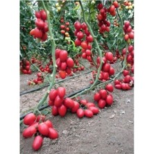 Serada Decor Plant Zeytin Cherry Domates Tohumu Ortalama 25+ Tohum