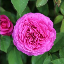 Serada Decor Plant Videolu Yediveren Aşılı Kokulu Isparta Pembe Gül Fidanı 2 Adet Saksılı 50-90 cm (Pink Rose)