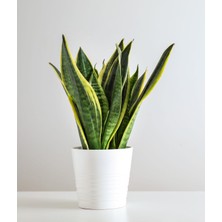 Serada Decor Plant Sansevieria - Paşa Kılıcı - Peygamber Kılıcı Bitkisi 30-40 cm