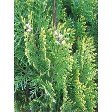 Serada Decor Plant Videolu Yeşil Leylandi Bitkisi 35-50 cm 10 Adet Saksılı/tüplü Dış Mekan Ağaçları Cupressocyparis