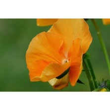 Serada Decor Plant Videolu 30 Adet Turuncu Hercai Menekşe Çiçeği Fidanı 5-15 cm Tüplü Çiçekli Bodur Orange Viola