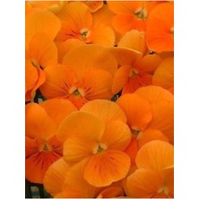 Serada Decor Plant Videolu 30 Adet Turuncu Hercai Menekşe Çiçeği Fidanı 5-15 cm Tüplü Çiçekli Bodur Orange Viola