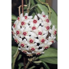 Serada Decor Plant Mum Çiçeği
