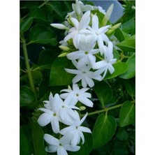 Serada Decor Plant Ful Yasemin Çiçeği Beyaz Yasemin 40 cm Saksılı