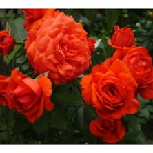 Serada Decor Plant Videolu Ponpon Nar Çiçeği 3 Adet Gül Fidanı Yediveren 50-80 cm (Pomegranate Blossom Rose Sapling)