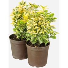 Serada Decor Plant Videolu Gold Taflan 2 Adet Saksılı/ Tüplü 30-60 cm Dış Mekan Bitkisi (Euonymus Japonica )