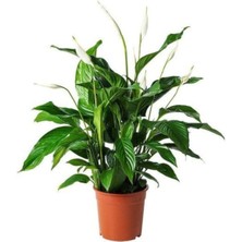 Serada Decor Plant Barış Çiçeği Spathiphyllum Sokak Lambası Ev Bitkisi Ofis Barış Çiçeği 50-80 cm