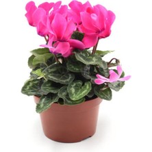 Serada Decor Plant Videolu Hoş Kokulu Pembe 1 Adet Sıklamen Çiçeği Saksılı 30-55CM (Pink Cyclamen Flower)