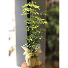 Serada Decor Plant Videolu Çift Dal Alacalı Şeflera Çiçeği 50-80 cm Saksılı Iç Mekan Bitkileri (Schefflera)