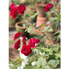 Serada Decor Plant Videolu Yediveren Kokulu 1ADET Kırmızı Gül Fidanı 45-75CM Tüplüsaksılı (Red Rose Sapling)