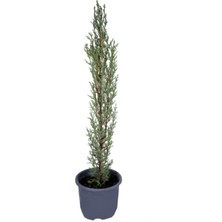 Serada Decor Plant Videolu Kara Selvi-Mezarlık Servi 30-50 cm Tüplü Dış Mekan Ağaçları(Cupressus Sempervirens)