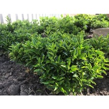 Serada Decor Plant Videolu Yeşil Çıtır Taflan Çiçeği Fidanı 1 Adet Saksılı 20-40 cm Çit Bitkisi (Prunus Laurocerasus)