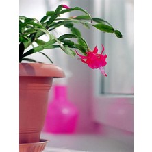 Serada Decor Plant Videolu Pembe Yılbaşı Çiçeği Fidanı 20-40 cm Saksılı Çiçekli Bodur Bitkiler Zygocactus