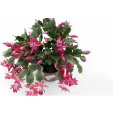 Serada Decor Plant Videolu Pembe Yılbaşı Çiçeği Fidanı 20-40 cm Saksılı Çiçekli Bodur Bitkiler Zygocactus