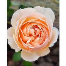 Serada Decor Plant Videolu Kokulu Kavun Içi Bulgar Gülü Fidanı 40-60CM Saksılı Çiçekli Bodur Bitkiler Bulgarian Rose