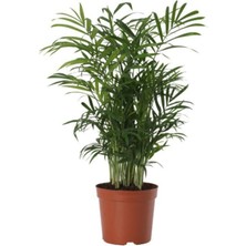 Serada Decor Plant Areka Palmiyesi 30-40CM