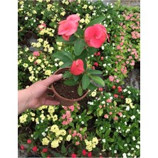 Serada Decor Plant Videolu Dikenler Tacı Çiçekli Ithal Tayland Milli (20 40 Cm) Saksılı Kaktüs Euphorbia