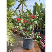 Serada Decor Plant Videolu Dikenler Tacı (25 40 Cm) Saksılı Kaktüs Euphorbia