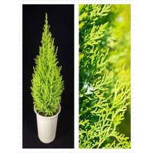 Serada Decor Plant Videolu Özel Limoni Salon Çamı 30-60 cm Saksılı/tüplü Dış Mekan Ağaçları Norfolk Island Pine