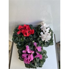 Serada Decor Plant Videolu Sıklamen Çiçeği Bitkisi 3'lü(Karışık Renkler) Iç Mekan Bitkileri Mix Cyclamen