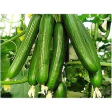 Serada Decor Plant Bol Verimli Erkenci Badem Salatalık Tohumu 10 Tohum