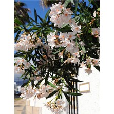 Serada Decor Plant Videolu Beyaz Zakkum Bitkisi 1 Adet Saksılı/ Tüplü 30-60 cm ( White Oleander)