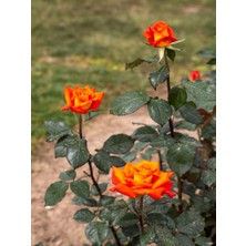 Serada Decor Plant Videolu Yediveren Koyu Somon Rengi Gül Fidanı 2 Adet Saksılı/tüplü 35-60 cm (Orange Rose)