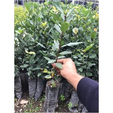 Serada Decor Plant Videolu Kokulu Defne Fidanı 5 Adet Tüplü 60-100 cm Dış Mekan Bitkisi (Laurus Nobilis)