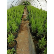 Serada Decor Plant Limon Selvi 10 Adet Kokulu Limon(Cupressus Macrocarpa Goldcrest) Saksılı 30-35 cm