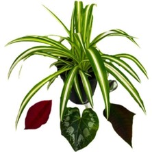 Serada Decor Plant Chlorophytum Comosum Kurdele Çiçeği