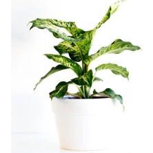 Serada Decor Plant Videolu Difenbahya Çiçeği Fidanı 20-40CM Saksılı Çiçekli Bodur Bitkiler Dieffenbachia