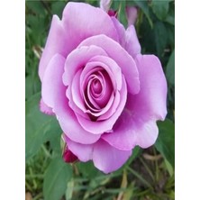Serada Decor Plant Videolu Lila Renkli 1 Adet Bulgar Gülü Çiçeği Fidanı 30-60CM Saksılı (Bulgarian Rose)