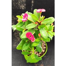 Serada Decor Plant Videolu Pembe Renk Milli Dikenler Tacı Çiçeği Fidanı 20-45 cm Saksılı Pink Euphorbia