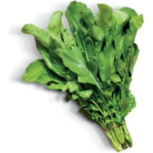 Serada Decor Plant Geleneksel Roka Tohumu 100 Adet Tohum Sebze Tohumu