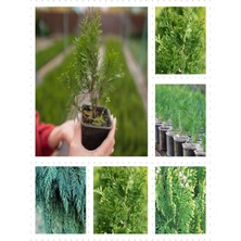Serada Decor Plant Videolu Leylandi Aşılı Çit Bitkisi 20-50 cm 5 Adet Tüplü Dış Mekan Ağaçları Cupressocyparis