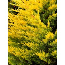 Serada Decor Plant Videolu Mis Kokulu 1 Adet Sarı Leylandi Fidanı 40-60CM Saksılı (Yellow Leyland Sapling)