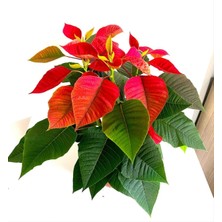 Serada Decor Plant Videolu Atatürk Çiçeği Hediyelik 1 Adet Saksılı 40-70CM Canlı Salon Bitkisi (Poinsettia)