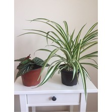 Serada Decor Plant Çilli Begonya (Begonia Maculata) ve Kurdele Çiçeği (Chlorophytum Comosum) - 2'li Set
