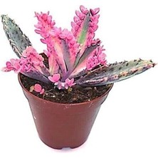 Serada Decor Plant Aşkın Gözyaşı Pembe