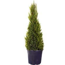 Serada Decor Plant Videolu Limon Çamı/servi 1 Adet Saksılı/tüplü 30-60 cm Dış Mekan Bitkisi (Cupressus Macrocarpa)