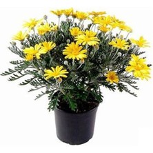 Serada Decor Plant Videolu Sarı Çalı Papatyası 25-40 cm Saksılı Çiçekli Bodur Bitkiler (Euryops Pectinatus)