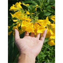 Serada Decor Plant Videolu Sarı Acem Borusu Sarmaşık ( Borazan Çiçeği ) Fidanı Saksılı 1 Adet 30-60 cm (Trumpet Vine)