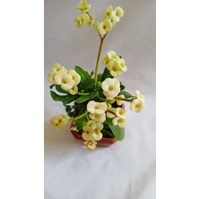 Serada Decor Plant Videolu Milli Dikenler Tacı (15 45 Cm) Saksılı Kaktüs Euphorbia